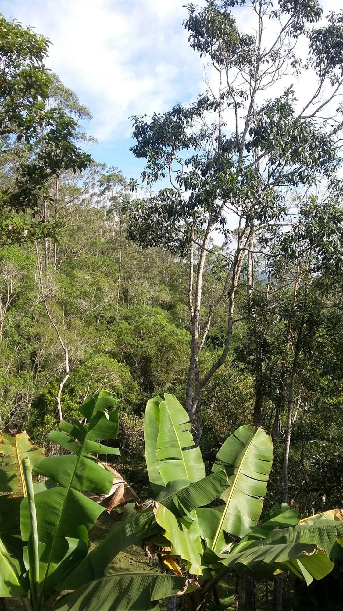 Kitnet Em Meio A Mata Atlantica Juquitiba Exteriör bild
